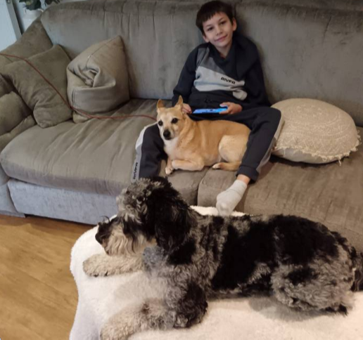 A young guardian dog sitting